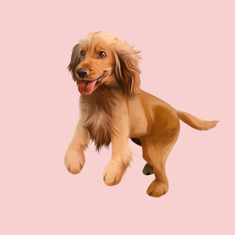 Cocker Spaniel