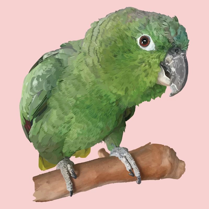 Le perroquet farineux