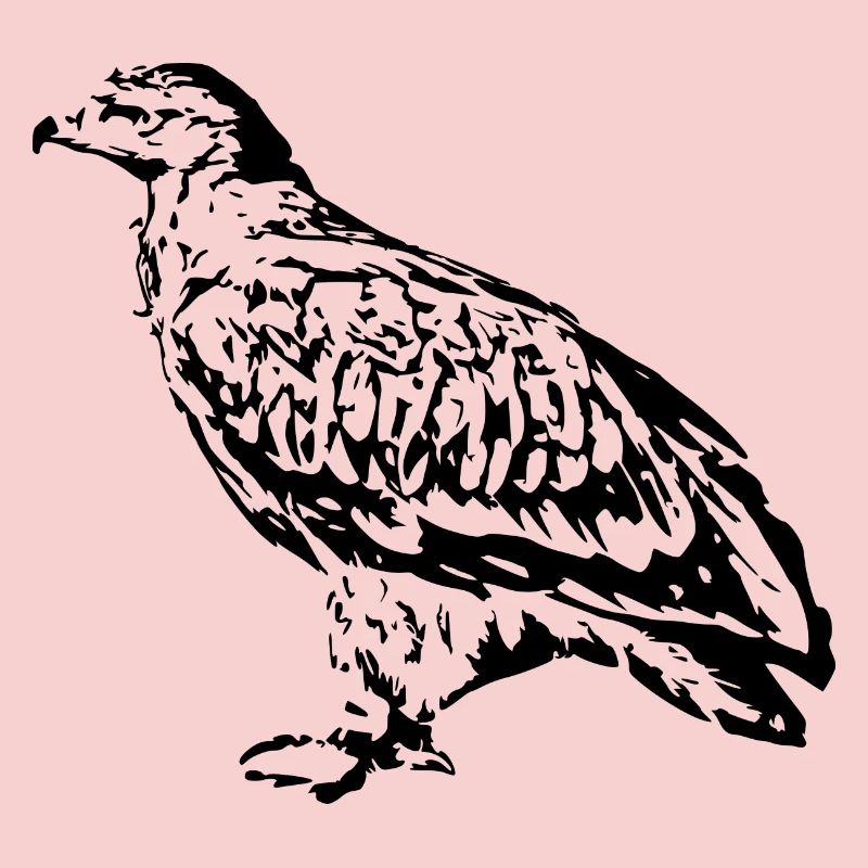 Faucons Oiseaux Oiseaux