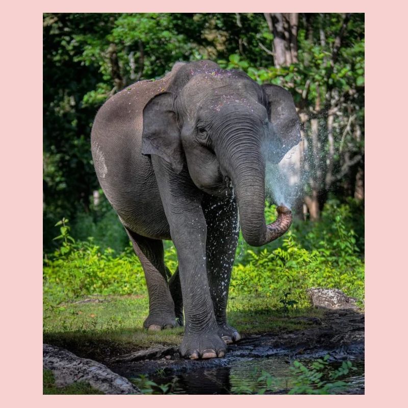 Beautiful Elephant