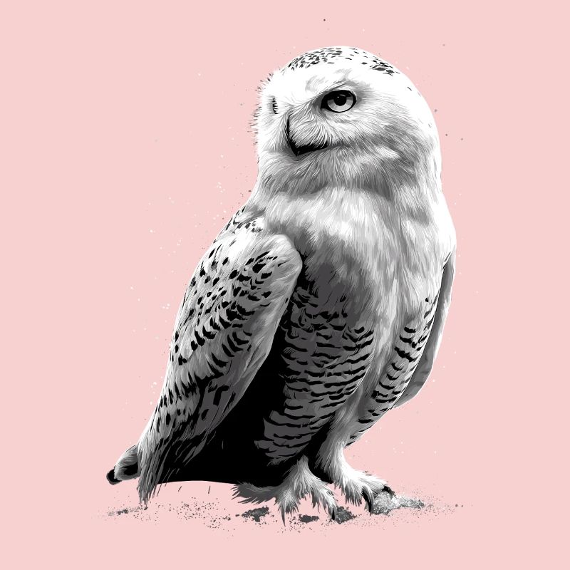 Schneeeule Weiße Eule Kauz Uhu Owl Schnee Eulen