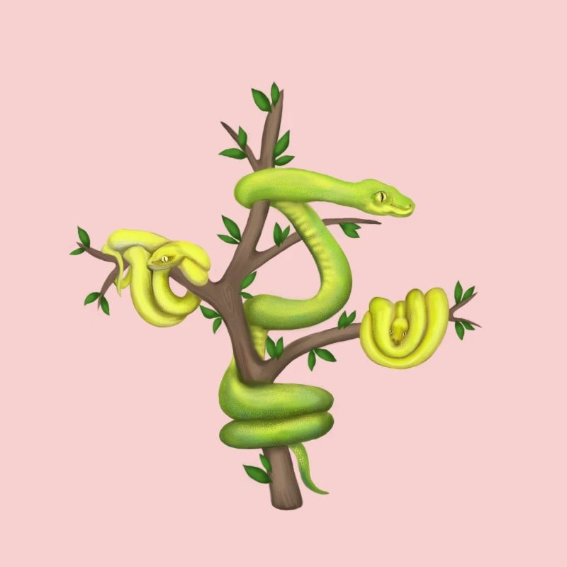 Der Grüne Python - Baumpython