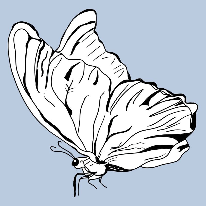 papillon vecter