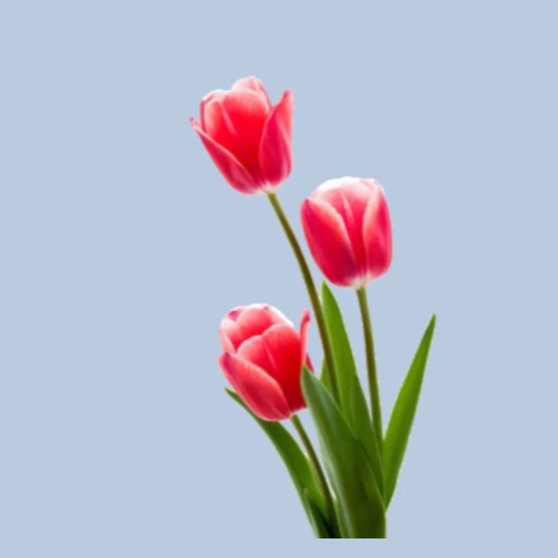 Tulipe / tulipe