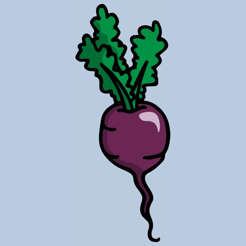 Radieschen Rote Beete Radish beetroot betterave