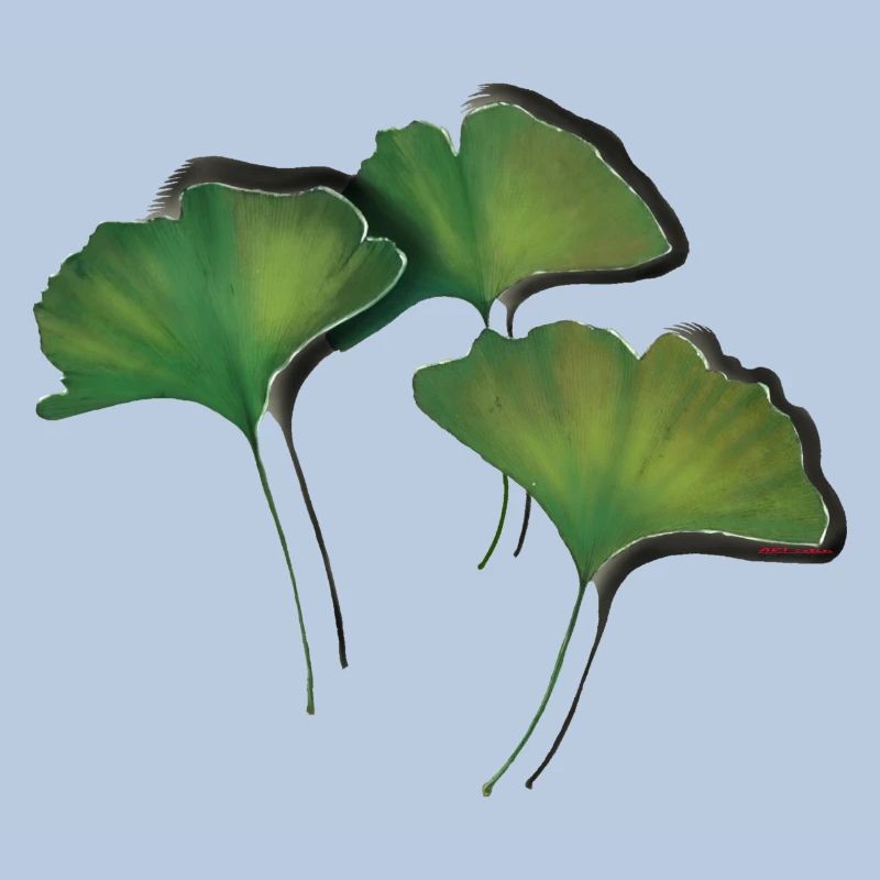 Ginko Feuilles/Ginkgo leaf