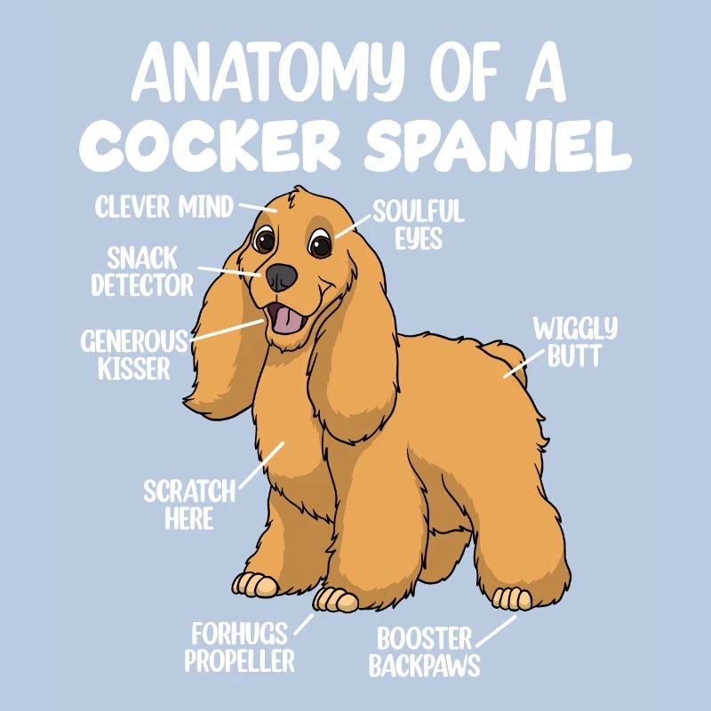 Anatomie d’un cocker