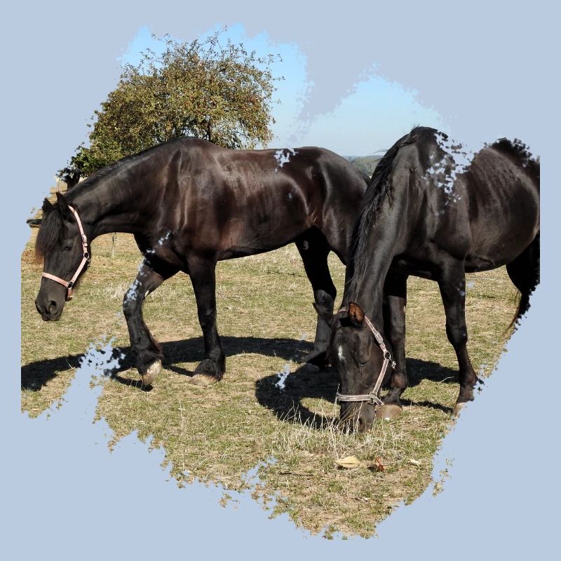 Two horses while grazing in the paddock