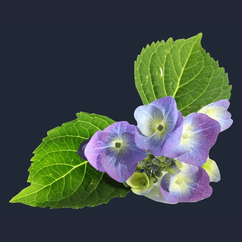 fleur
