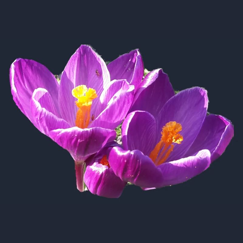fleurs,fleur,printemps,fleurs,tulipes,crocus