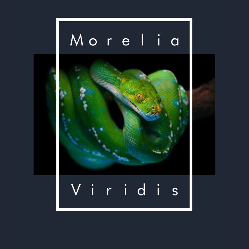 Morelia Viridis Green Tree Python Snake Keeper