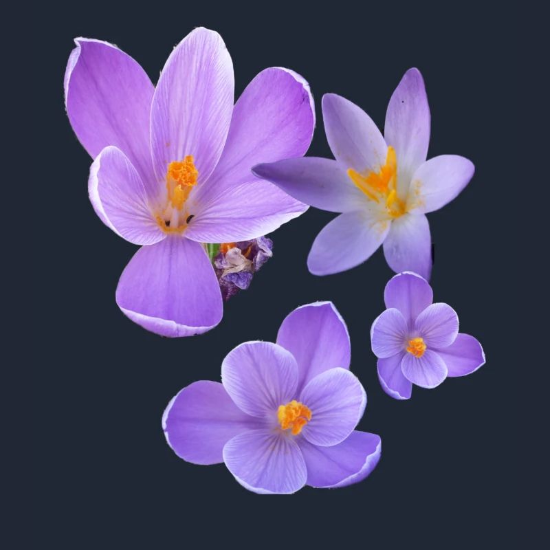 crocus, crocus, fleurs, violet, fleur