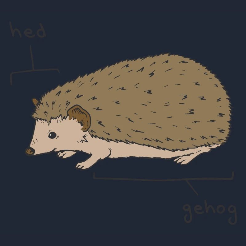 Hedgie Hérisson Anatomie Hérisson