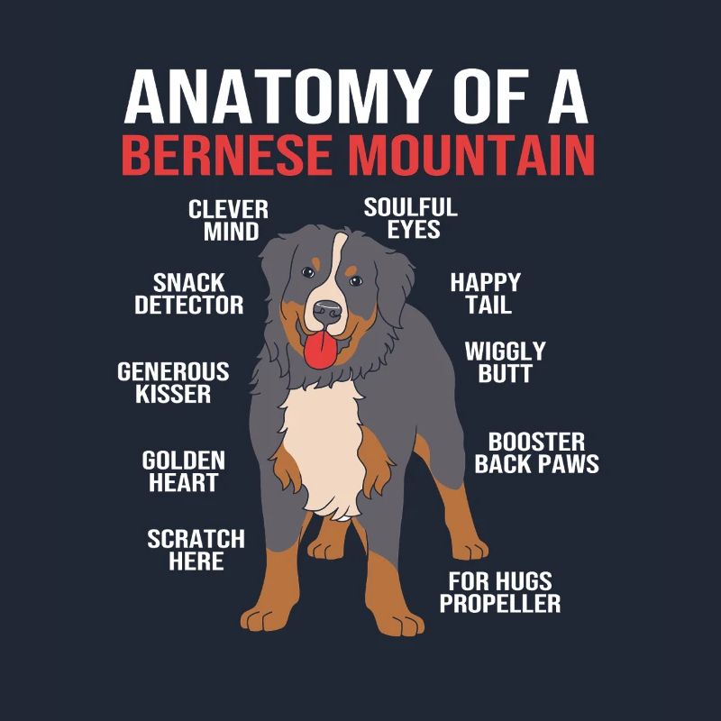 Bouvier bernois