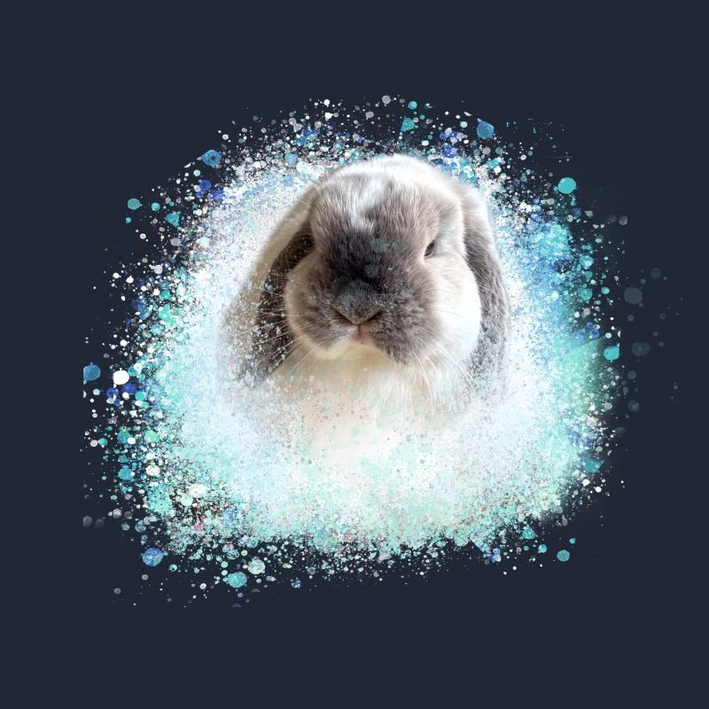 floppy ear, rabbit, graffiti, pink, rabbit