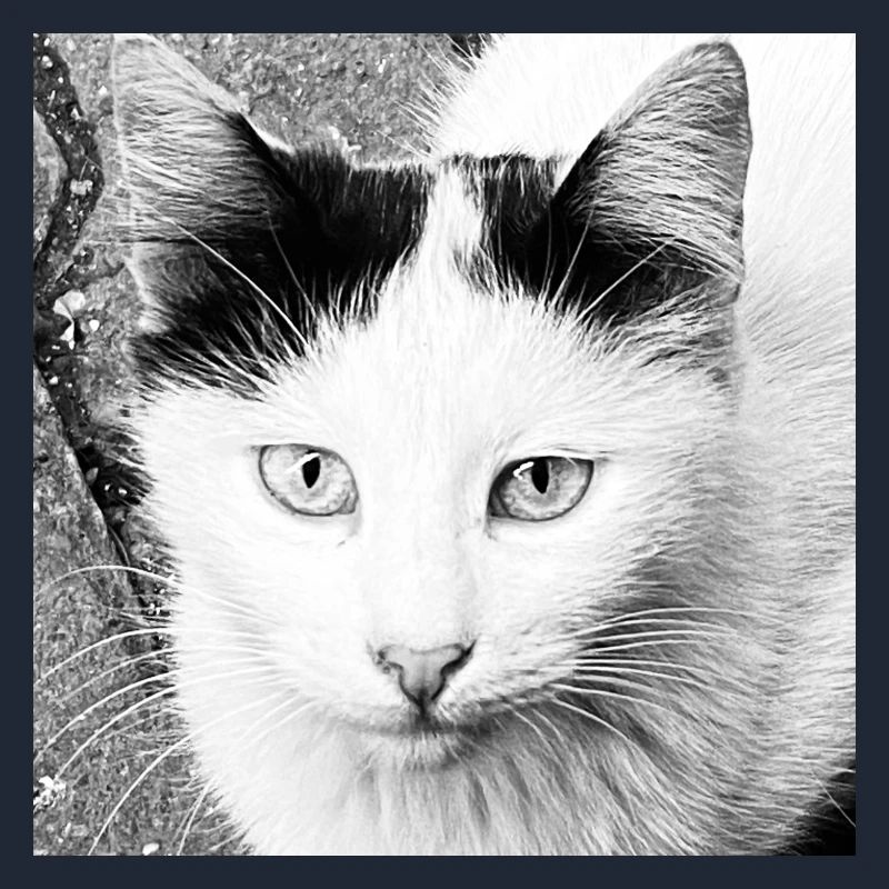 Chat mignon