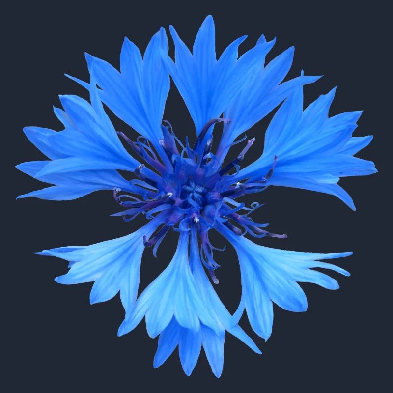 Cornflower