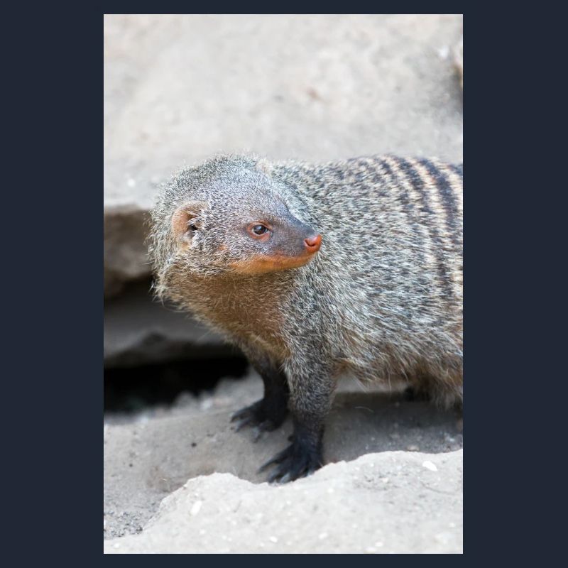 Gebänderte Manguste oder Zebramanguste