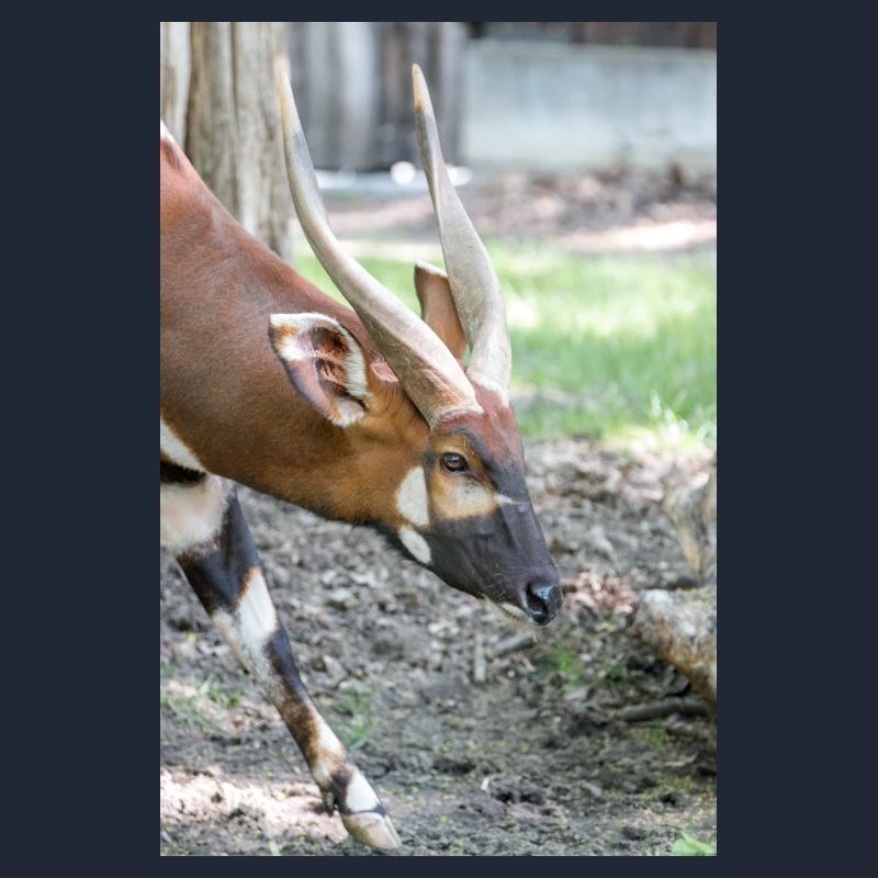 Eastern Bongo (in german Bongo) Tragelaphus euryce
