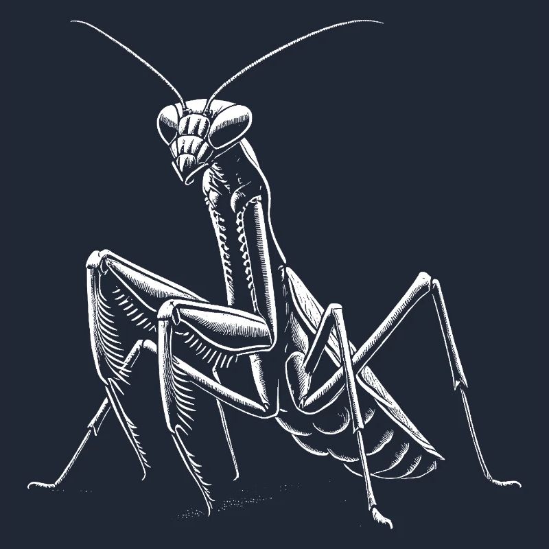 Mantis