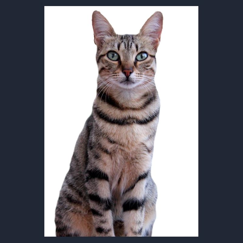 Chat Chaton
