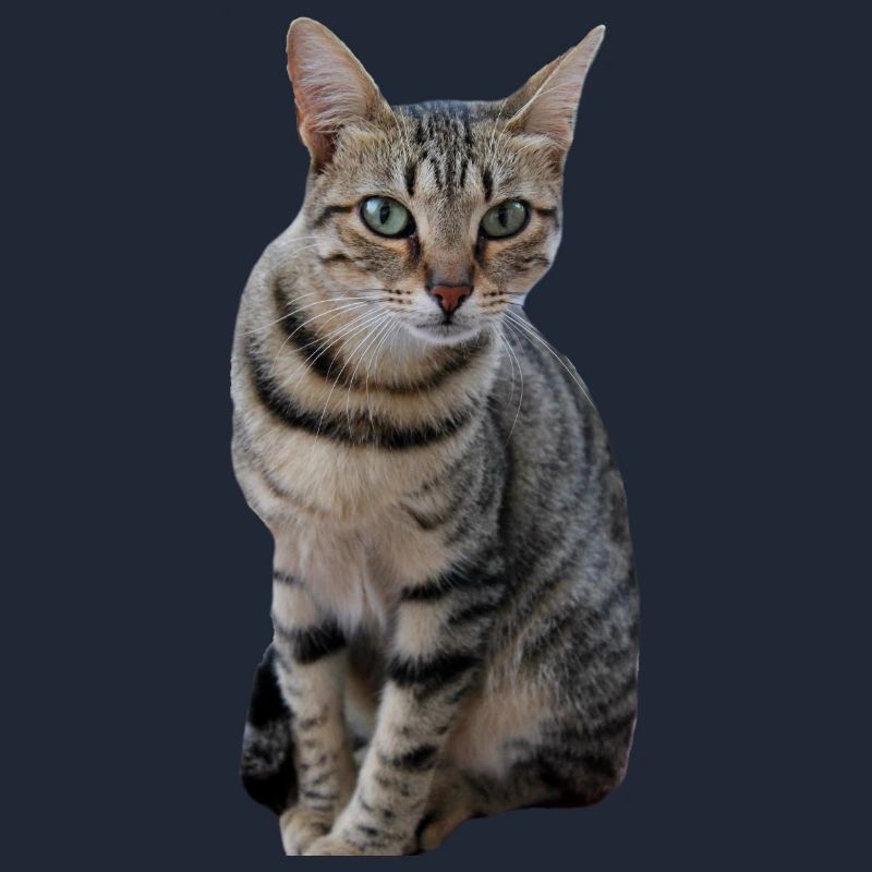 Chaton chat