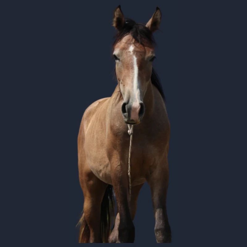 Pferd Mädchen Geschenk