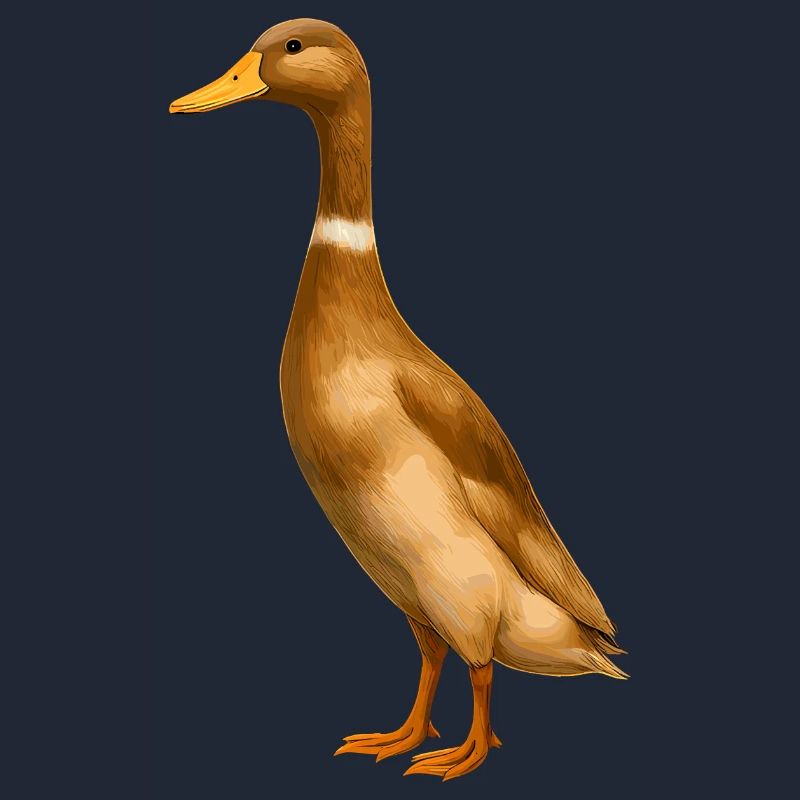 Runner Duck Runner Élevage de canards Runner Duck Breeder