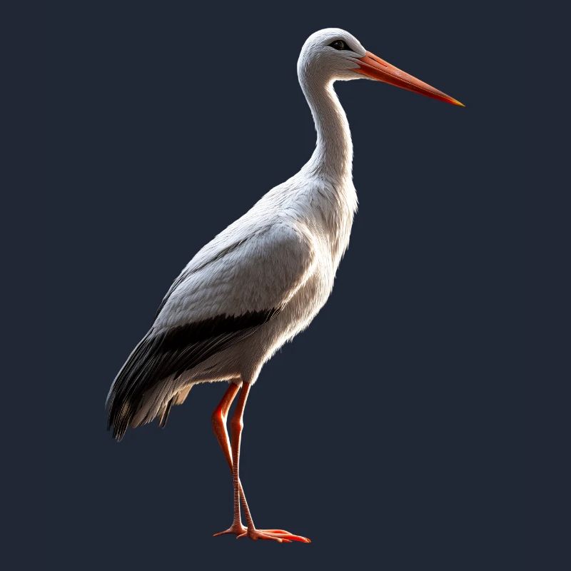 Stork Lover White Stork Giant Stork Storks Storks