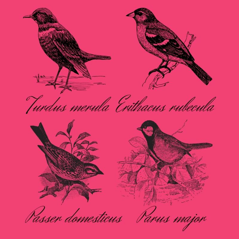 Oiseaux