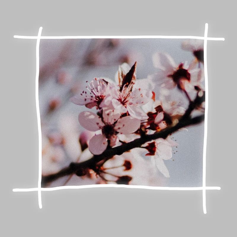 Cherry Blossoms & Cherry Tree