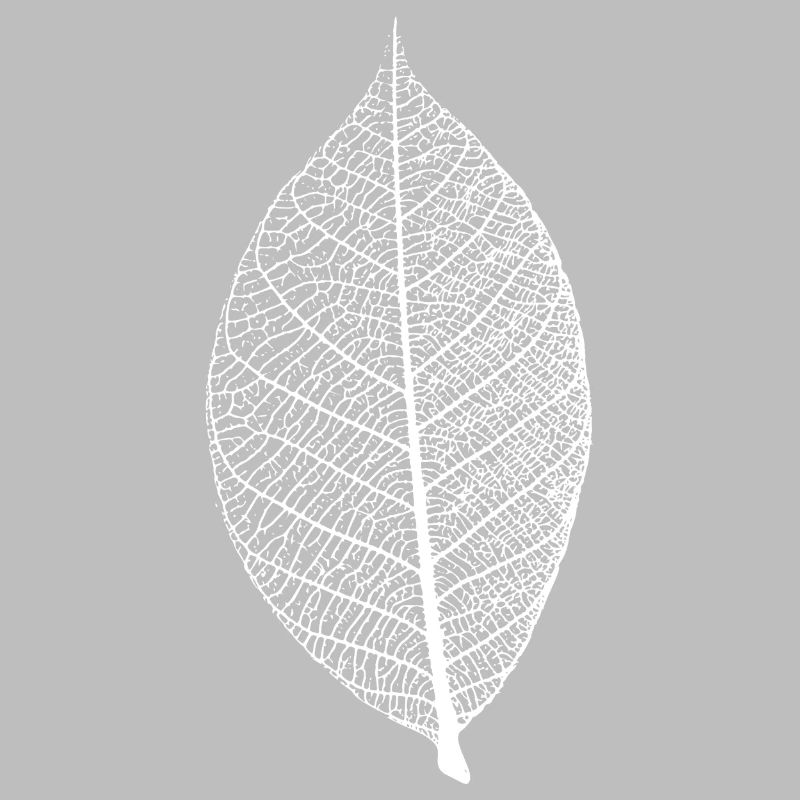 leaf tree forest skeleton pattern nerve love heart