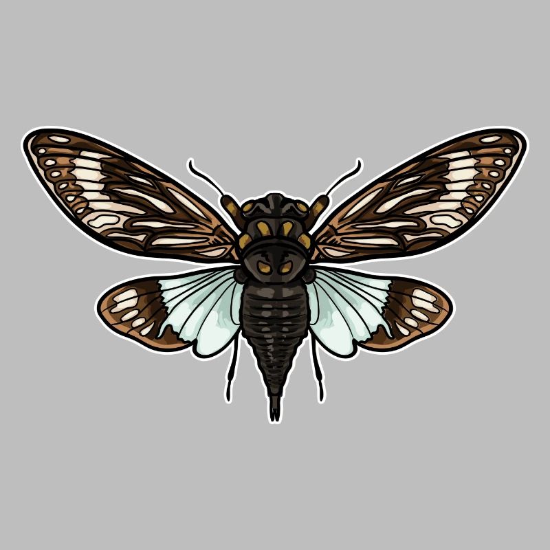 Cicada Colorful