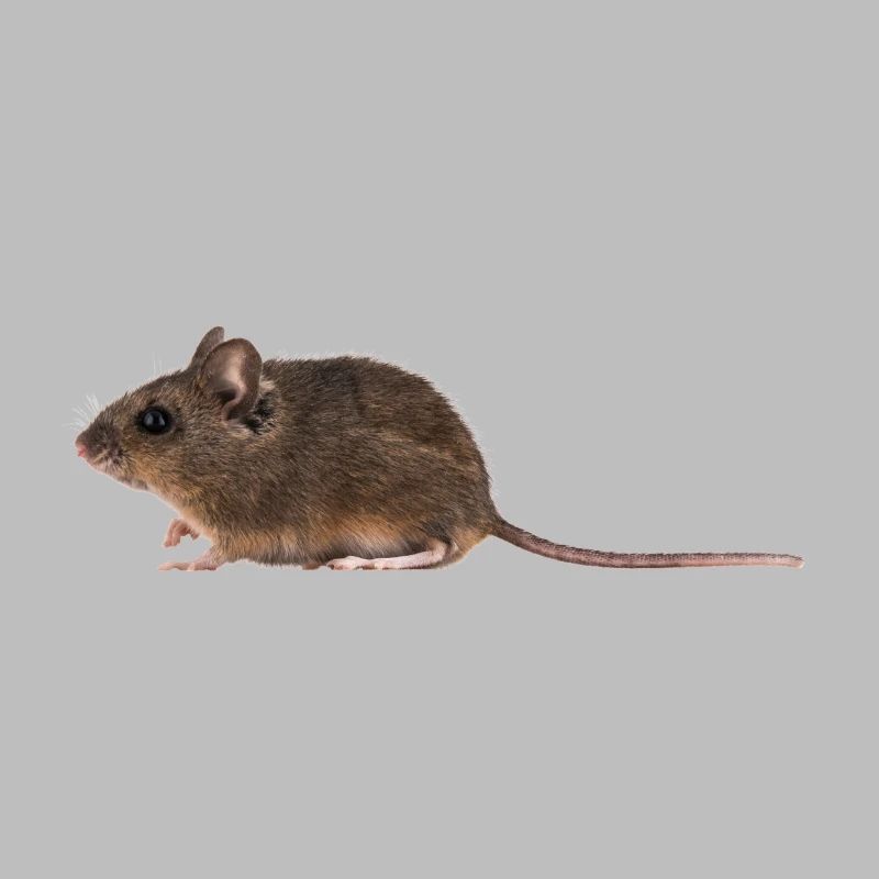 A mouse