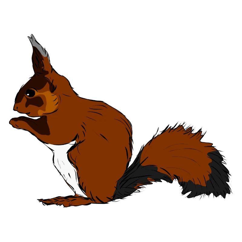 squirrel28