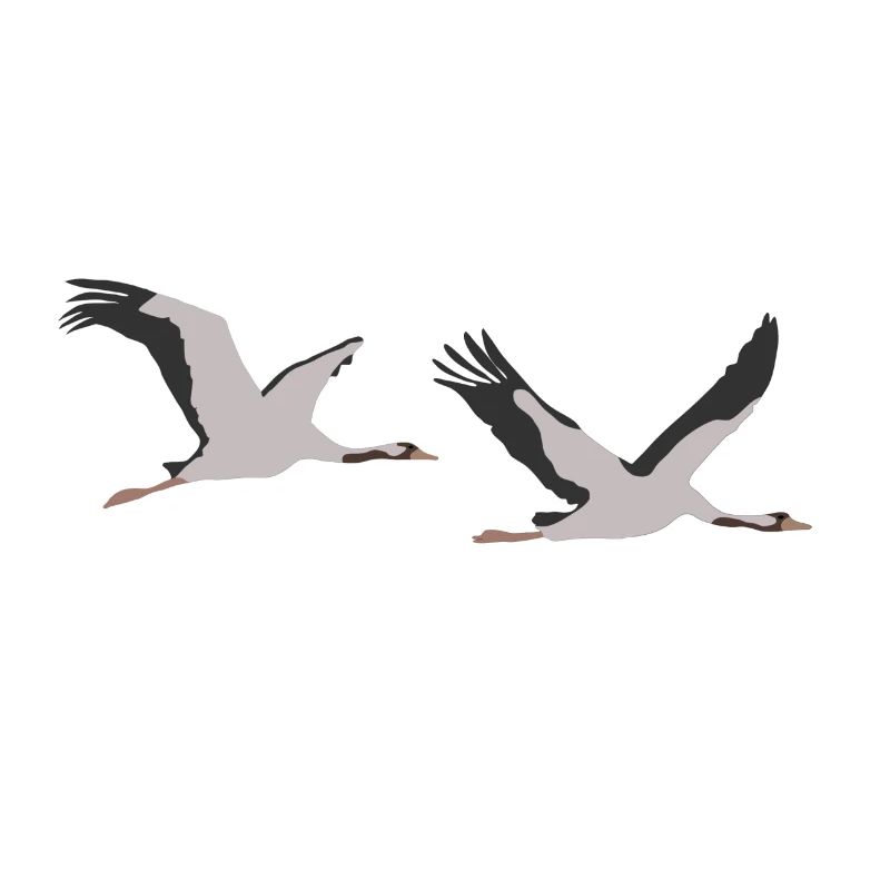 Cranes, Commoncrane, Eurasian Crane