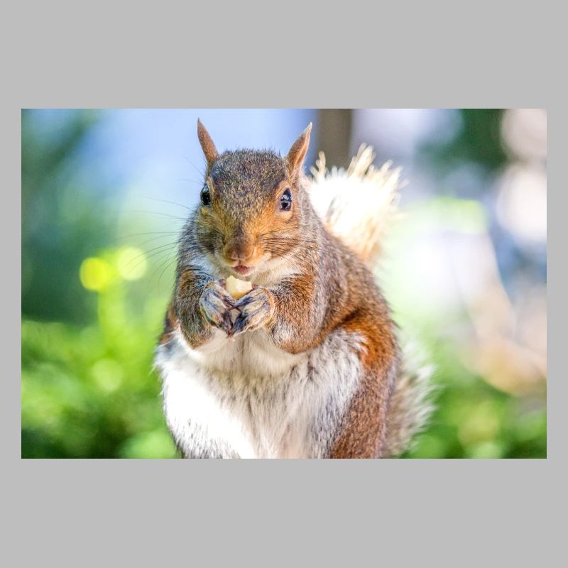 Grauhörnchen essen