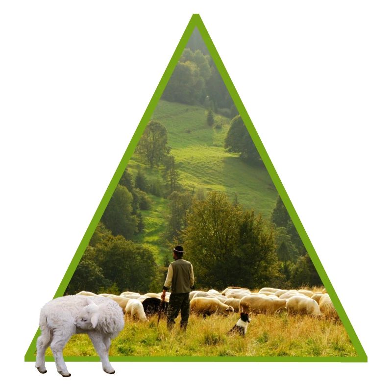 schaf mit schäfer