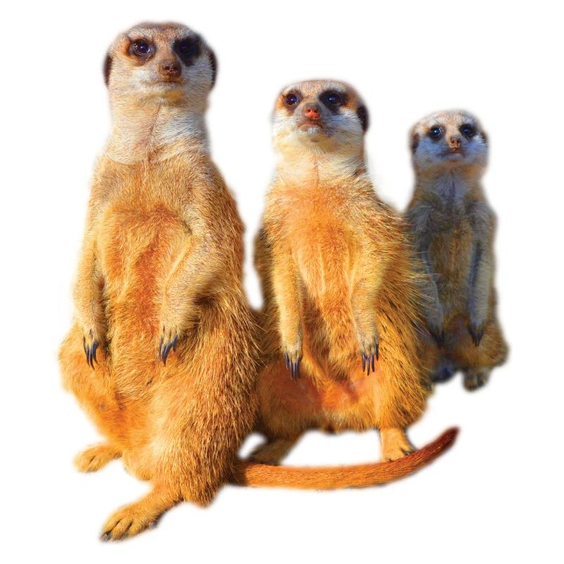 cool mignon mignon mignonne famille de suricates mignon
