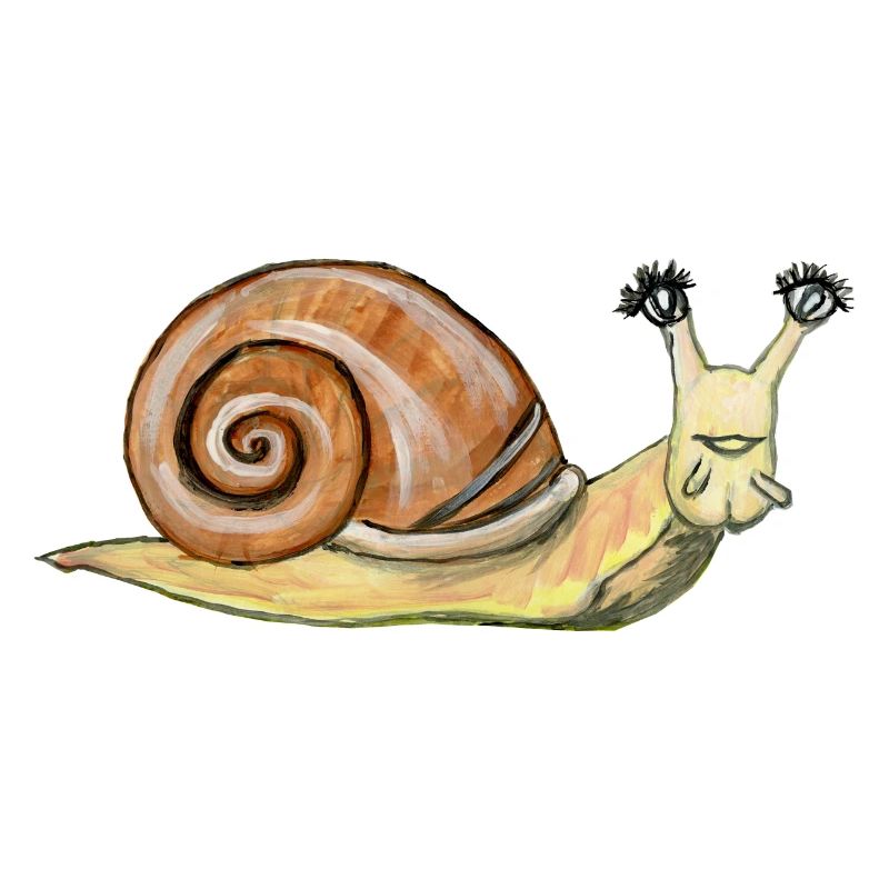 Snail snail mollusk gastropod shell