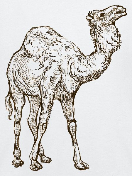 Wildtiere
