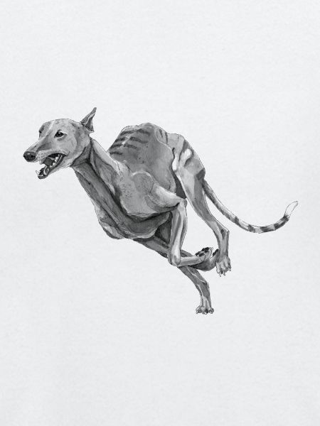 Windhund