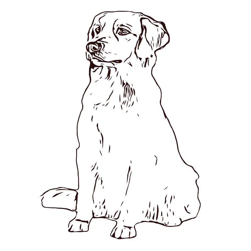 Labrador Golden Retriver Hund sitz platz Geschenk