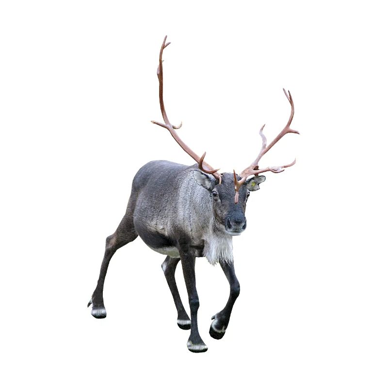 Reindeer