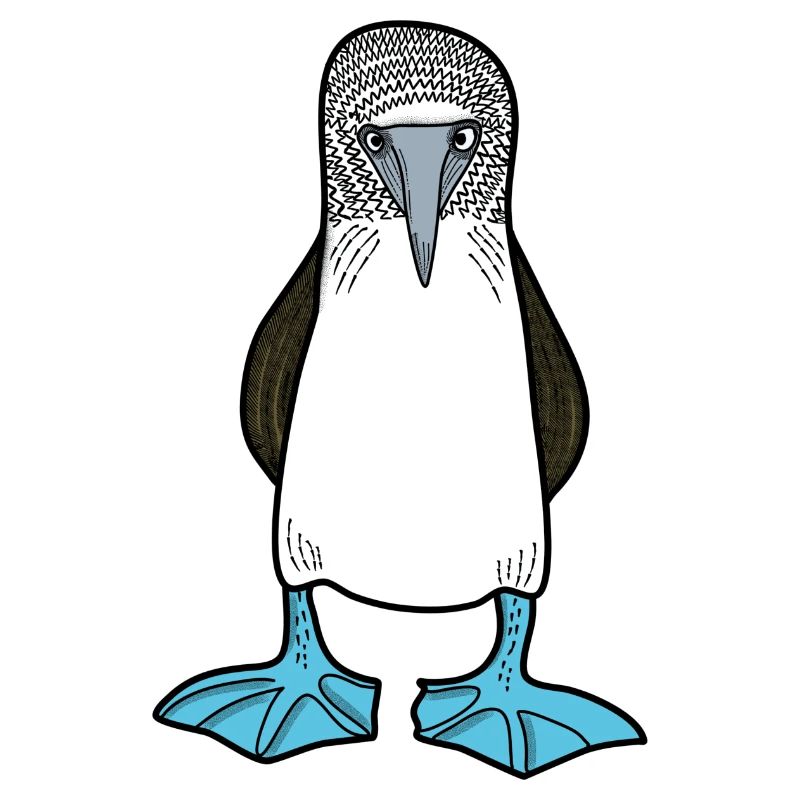 Blue-footed Booby_cute seabird