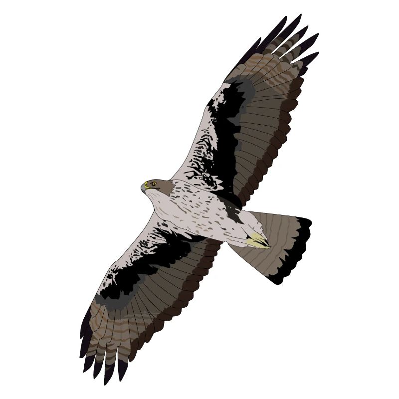 Bonelli's Eagle