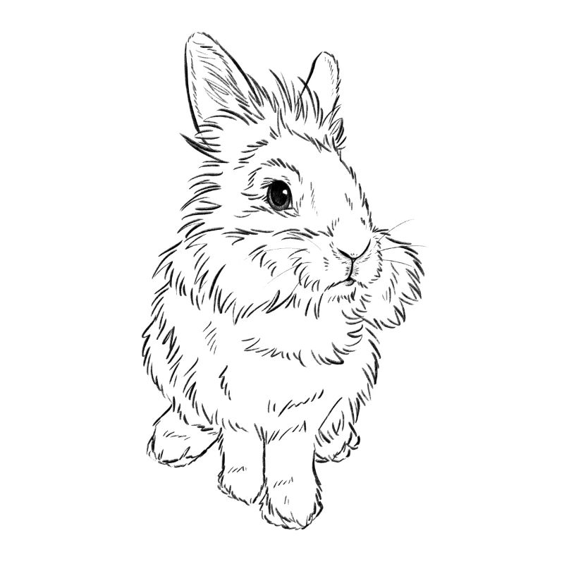 Lion head rabbit