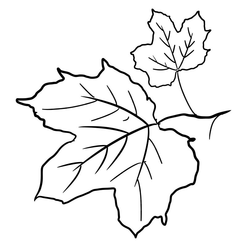 Maple Leaf / Maple Leaves, Decorative Drawing.