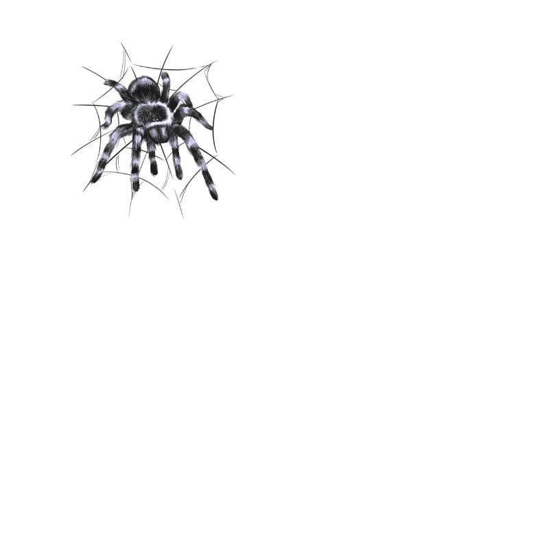 Tarantula large spider with spider web thread