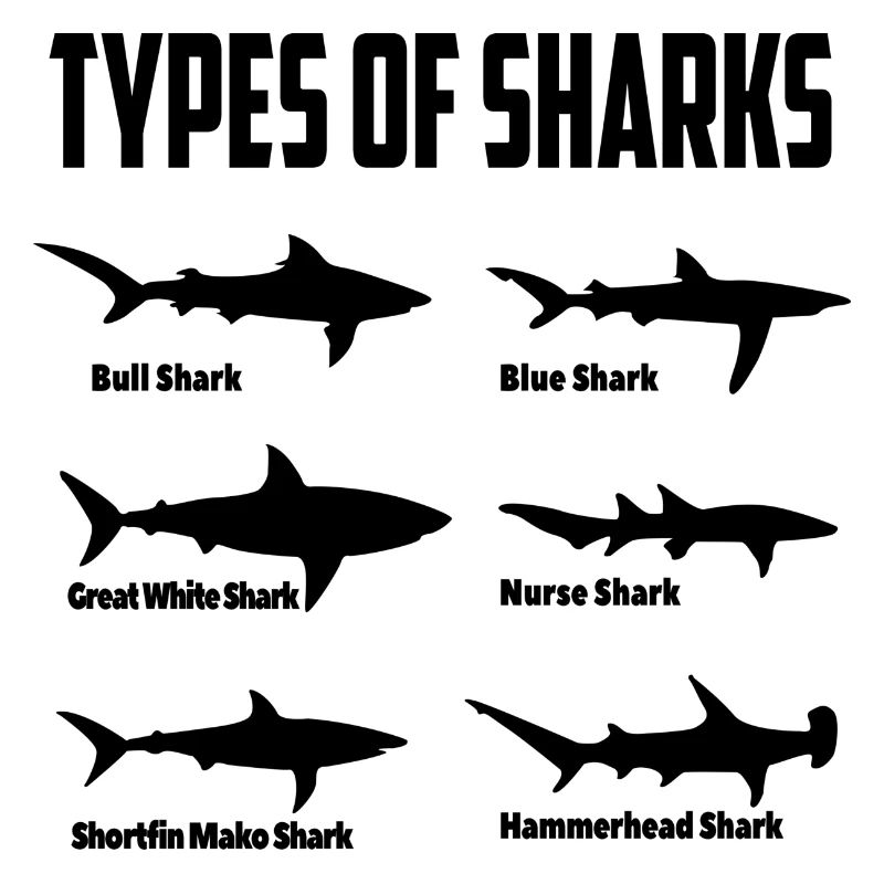 Espèces de requins